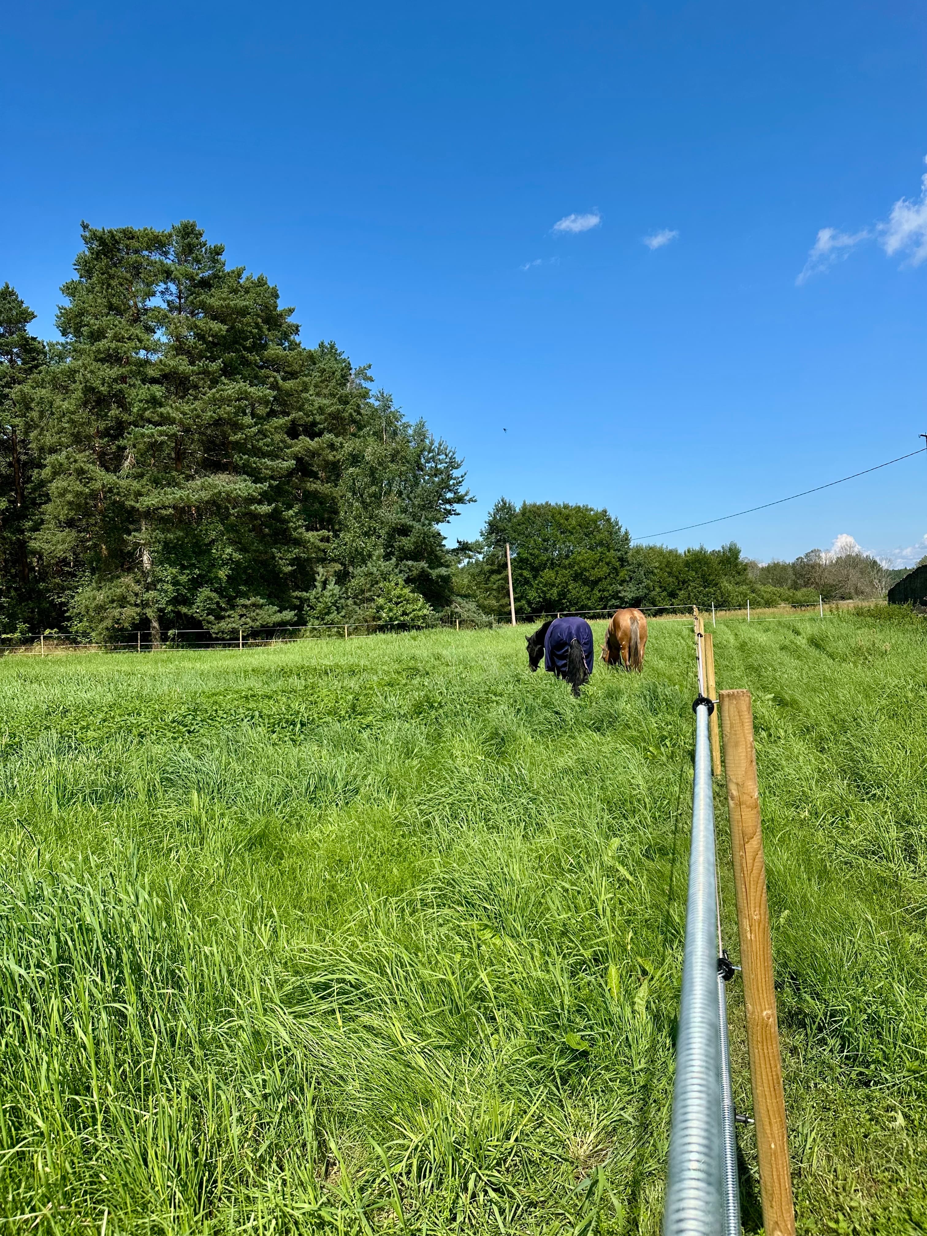 🐎 Hobuse pidamisteenus